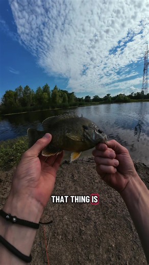 Sunfish Slammed My TxRigged Senko — Chest Mount Fishing Moment