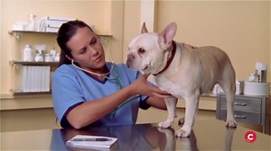 Ways To Cut Down on Dog Ownership Costs