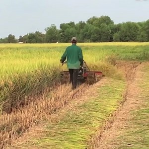 654K views · 2.2K reactions | New style machine for rice harvesting 2020 | Daily Post | Facebook