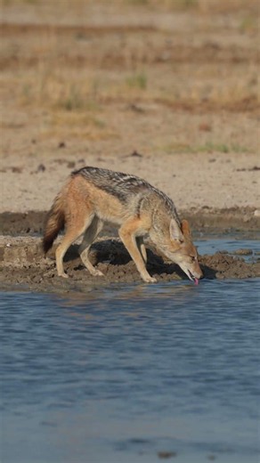 Black-backed jackal in Etosha National Park, Namibia.