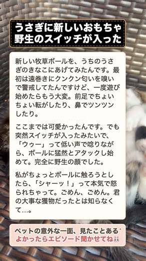 大人しいうさぎにおもちゃをあげたら、隠していた野生が覚醒してしまった… #ペット #うさぎ
