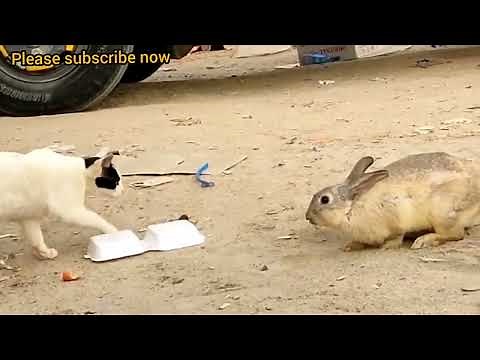 first meeting of a cat and a rabbit | Cat vs Rabbit: