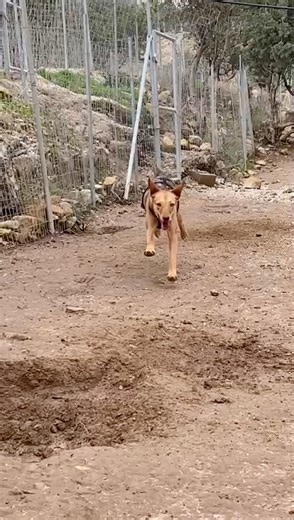 43K views · 5.3K reactions | Melina is also happy  και η Μελίνα...