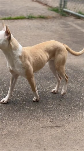 Meet Luna: Sweet Mixed Breed Dog Needs Home!