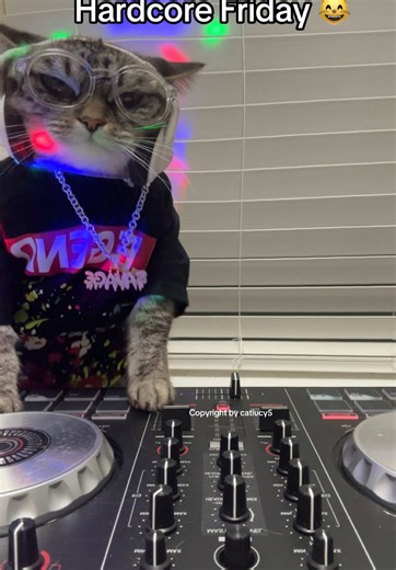 Kitties Dancing to Hardcore Techno Music | Siamese Mix Cat Lucy