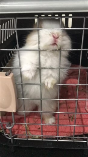 The Quest for Freedom: Adorable Rabbits in Action