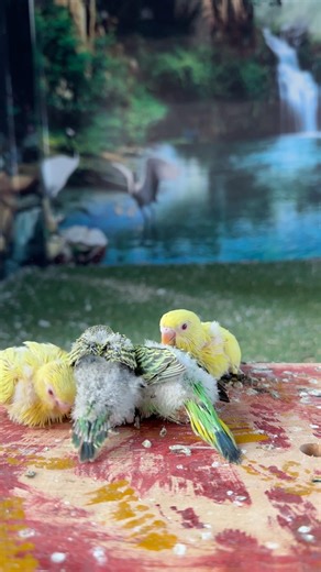 Say MashaAllah 😍 #shorts #youtubeshorts