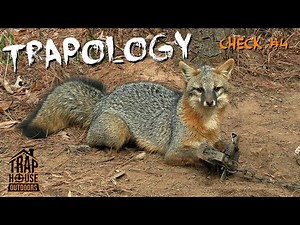 TRAPOLOGY: [CHECK #4] 1st Gray Fox of 2025, Coons & Live Market Trapping!!! #trapping #vlog
