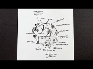 Life Cycle Of An Angiosperm Diagram || Diagram Of An Angiosperm || Class 11 || Biology