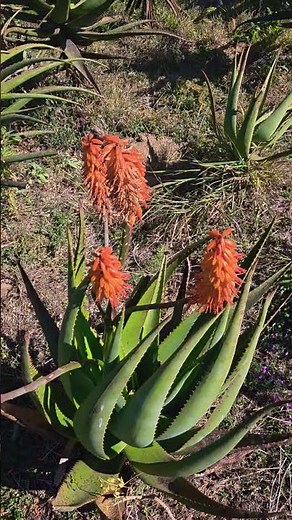 Aloe ferox cross globuligemma #aloe #ferox #rareplants #botanylovers #planteducation #flowers #plant