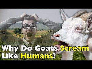 Why Do Goats Scream Like Humans?