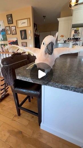 Barney the West Coast Cockatoo on Instagram: "Barney Loves Bath Time! 🧡 #westcoastbarney #barneythewestcoastcockatoo #barney #loves #bath #time"