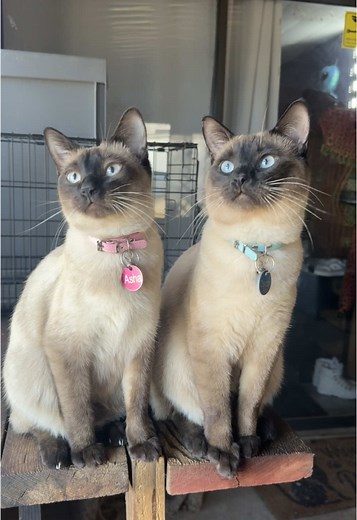 Siamese Cats: Asha and Oscar's Adorable Moments