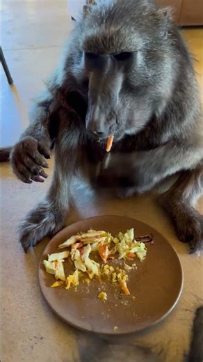 Cindy the baboon NEVER shares her food 🤣 #baboon #animals #funnyanimals #animallover #wildlife