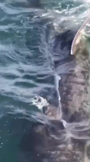 Elding Adventure at Sea on TikTok