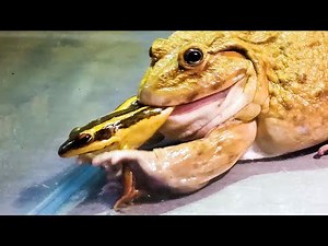 When A Bullfrog Eats Poisonous Tree Frog! Asian Bullfrog Live Feeding