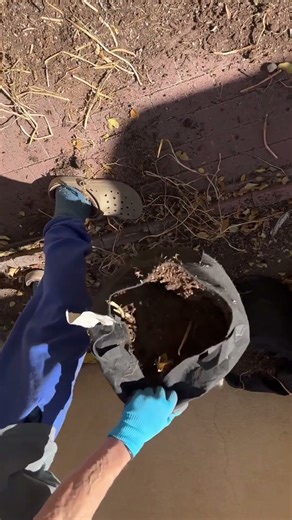 More Potato Bugs than Spuds in or under our grow bags