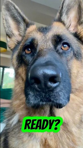 You’re welcome #germanshepherd #dog #gsd #funny #shorts #trending #humor #viralvideo #funnyanimal