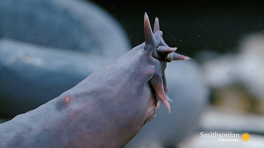 The hagfish is a slime-emitting ocean-dweller that's remained unchanged for 300 million years--and it shows. It has a skull (but no spine), velvet smooth skin, and a terrifying pit of a mouth that’s lined with rows of razor-sharp teeth. 🎥Crazy Monsters | Smithsonian Channel