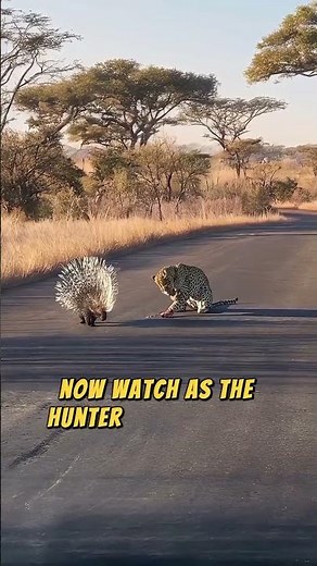 Leopard Learns Why You NEVER Touch a Porcupine! 🐆🚫