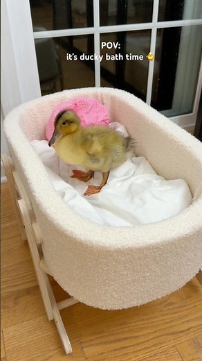 It’s ducky bath time! #bath #duck #ducks #asmrsounds #shorts