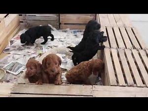Cockapoo Puppies For Sale