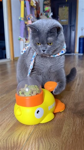 💡 Genius Cat's Food Hack! 🤯#cute