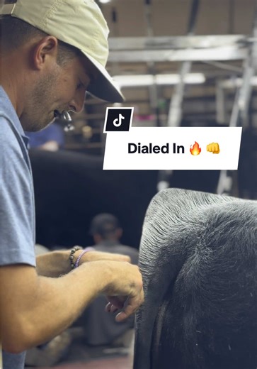 It takes a village… and a few cans of adhesive that is! #simmentaljrnationals #paulsencattle #fyp #cattleshow #simmental #juniornationals #divasanddonors #CapCut #dialedin #showdayprep #teameffort #backbythebest #showready