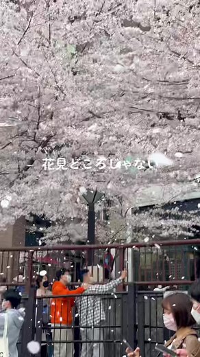 桜見に来たらMステの嵐の気持ちが分かった