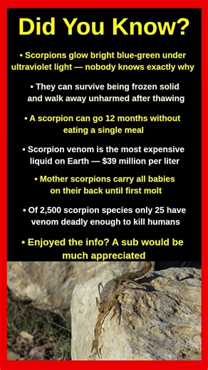 Shocking Facts About Scorpions That Will Blow Your Mind 🦂😱