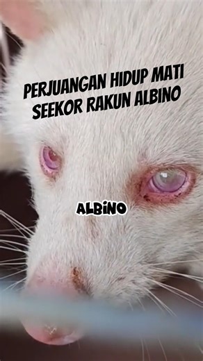 The life and death struggle of an Albino Raccoon #uniquefacts #interestingfacts #short
