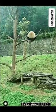 Pandas Falling out of Trees || Funny Video
