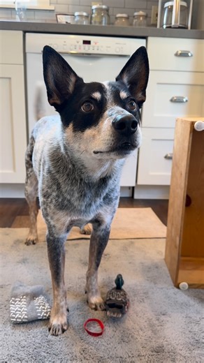 Zion on Instagram: "Revisiting match to sample #blueheeler #dogtricks"