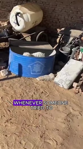 The Clever Lamb That Plays Dead When Adults Approach