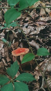 21 reactions · 14 comments | I’ve always been drawn to other worldly...