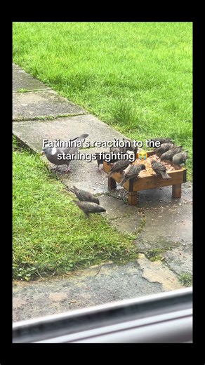 Understanding Starling Behavior in Nature