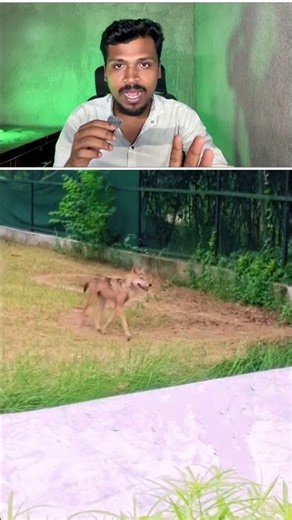Mystery at Gorakhpur Zoo: Why is This Wolf Walking in a Figure-8?