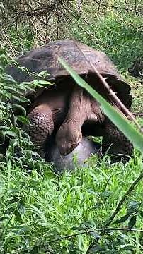 Galapagos Giant Tortoise mating