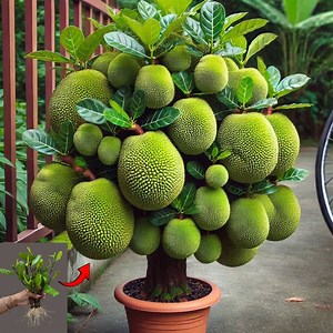627K views · 3.8K reactions | Great Technique For Grafting Jackfruit Trees Using Bananas, how to growing jackfruit | Tree Garden | Facebook