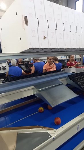 Apple Sorting and Packaging Process in a Factory