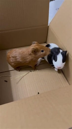What to do about the two Dutch pigs at home always fighting ?! 🐹 | Guinea pig #guineapig #piggy