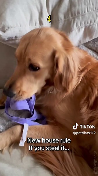 You steal it,you wear it #foryou #dogvideo #dogsoftiktok #dog #funnydog