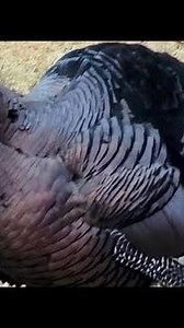 Thunderous Wild Turkey Gobbles (Male Turkeys Vocalize Together)