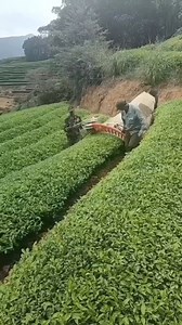 Datos curiosos del mundo 👇😉 #curiososdatos #mundo #MuyInteresante | Curiosidades del mundo