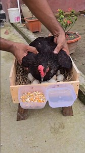 Chicken hatching #chicken #chicks #egg #hatching #pet