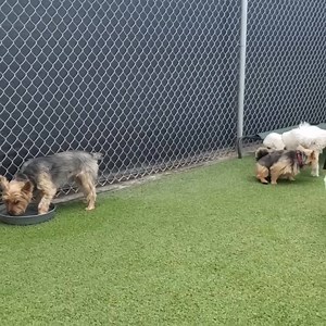 #outsidetime #smalldogs #siblings #dogbuddies #chilldogs #cutefaces #funplacefordogs | Every Doggie Has Its DayCare