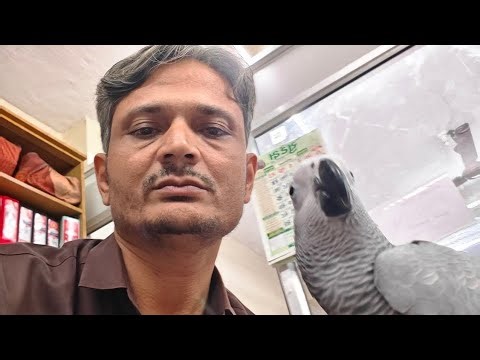 African Grey Parrot Recall Training | Smart Parrot Training | @Subhankar.Pets.B @dustymdouglas