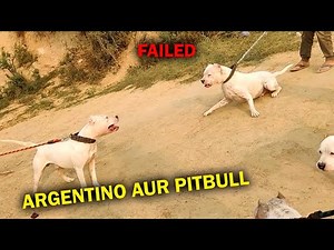 Pitbull to Gaya 😟 Ye Kya Hogya