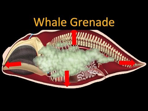 Why do dead whales EXPLODE *SENSITIVE CONTENT*