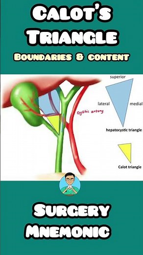 Calot's Triangle: Boundaries & Content